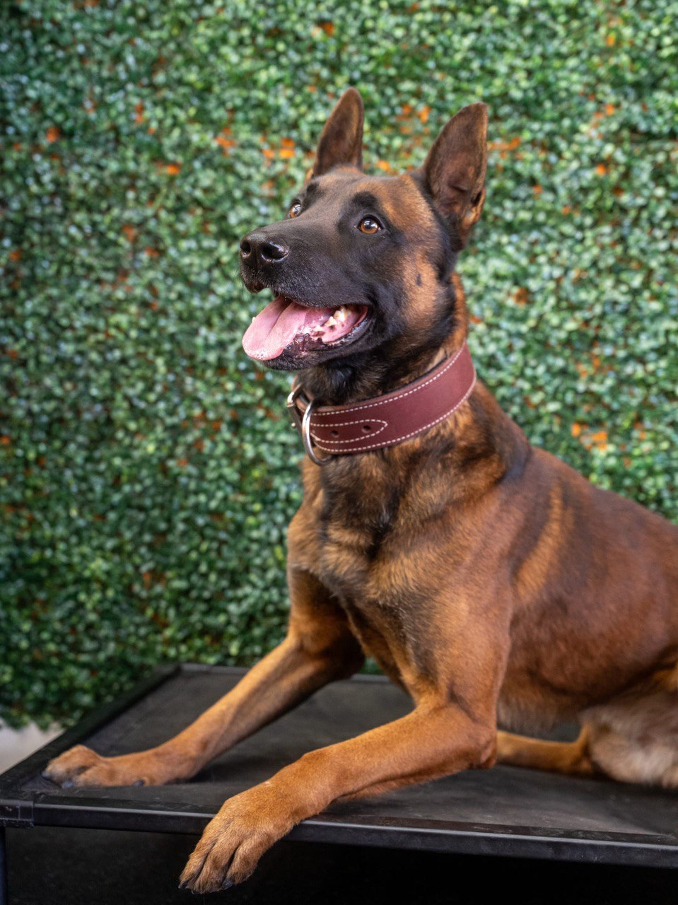 Berry Belgian Malinois dog for sale in Los Angeles