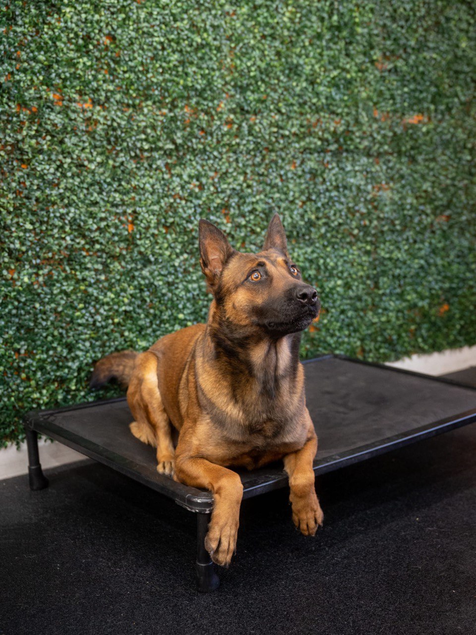 Dester Belgian Malinois dog for sale in Los Angeles