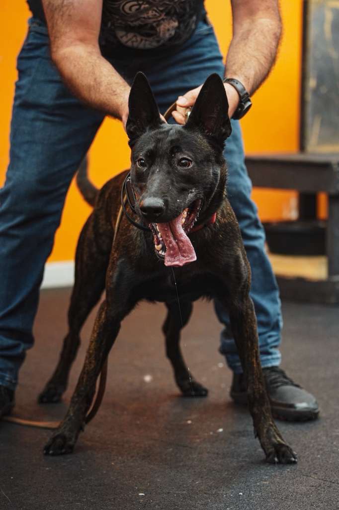 Belgian Malinois service and obedience training program in California