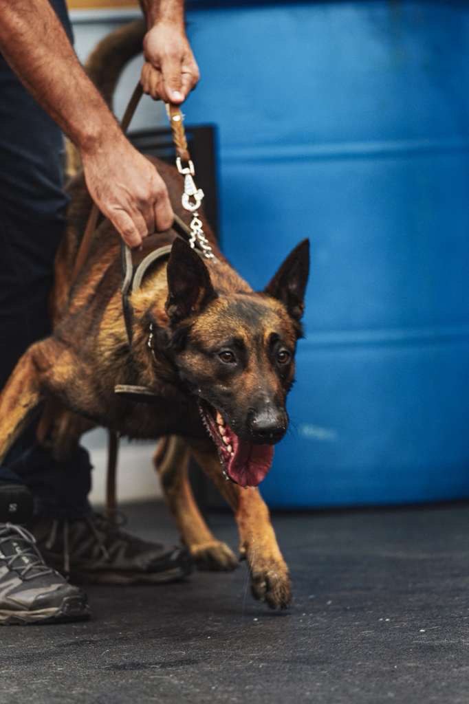Board and train protection dog program in Los Angeles