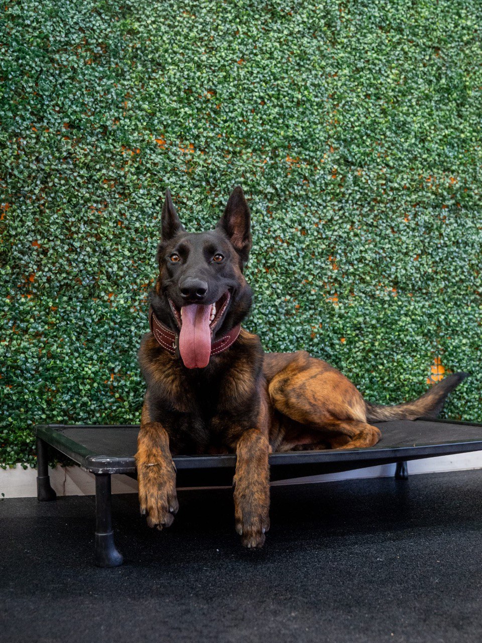 Hunter Dutch Shepherd dog for sale in Los Angeles