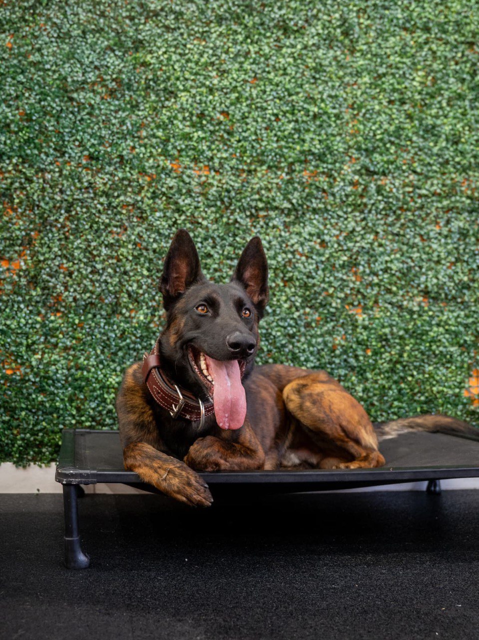 Stela Dutch Shepherd dog for sale in Los Angeles