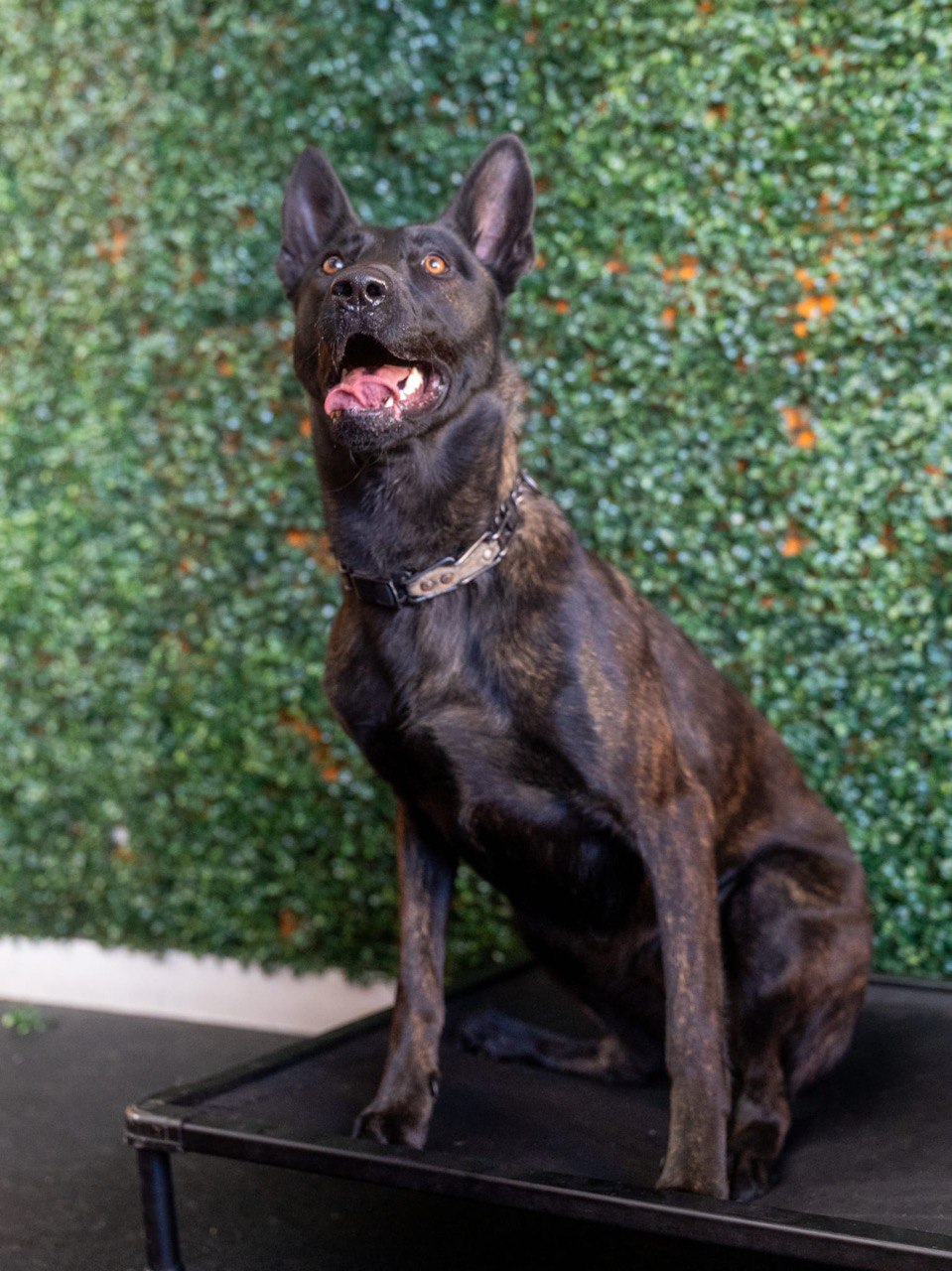 Tarah Dutch Shepherd dog for sale in Los Angeles