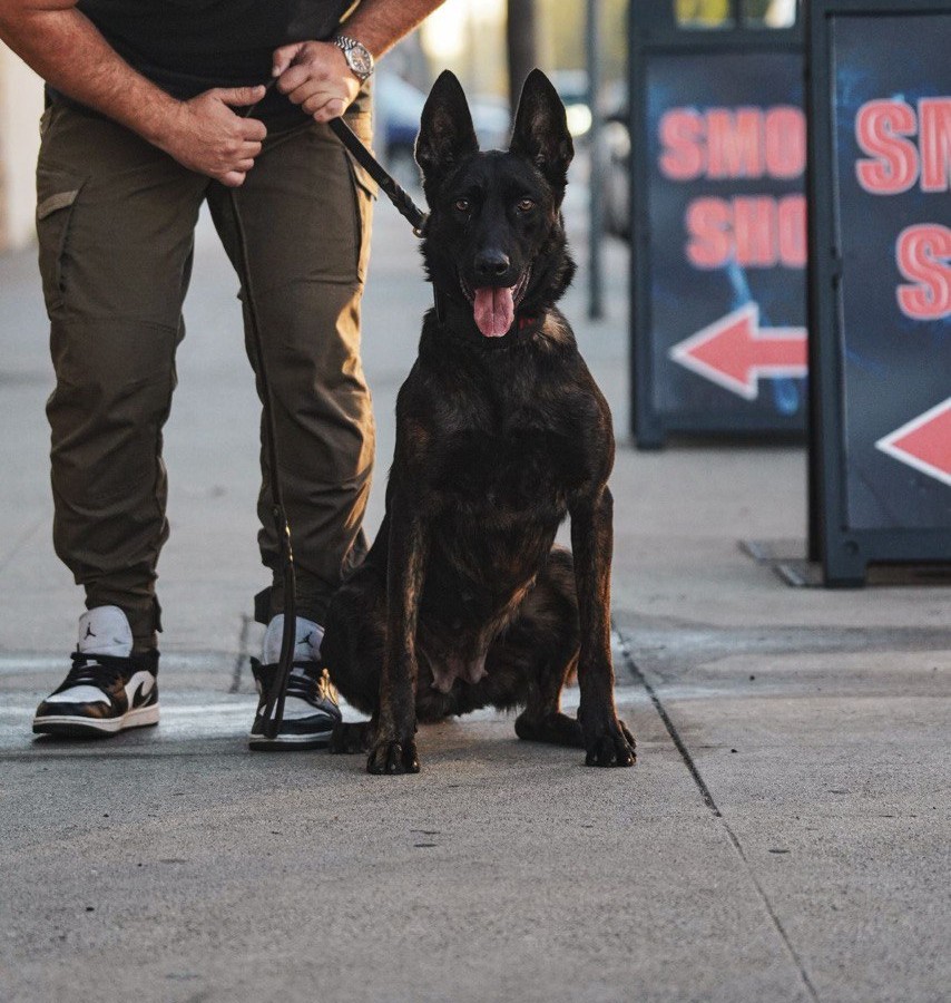 Professional German Shepherd obedience training session in Los Angeles