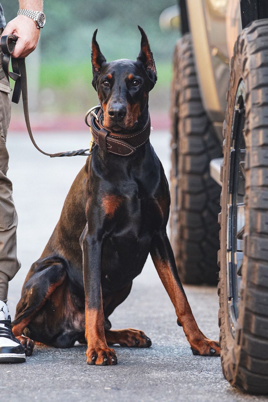 Certified K9 dog trainer in Los Angeles leading obedience training