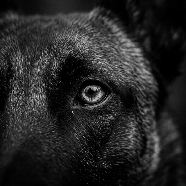 German Shepherd obedience training support for Los Angeles dog owners