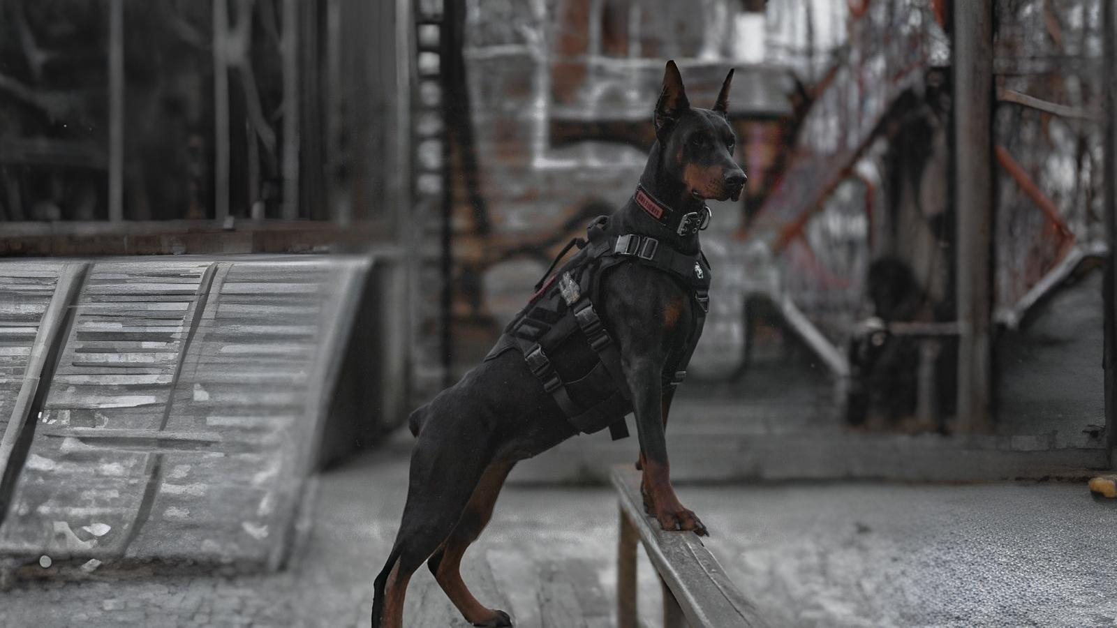 Professional K9 dog training in Los Angeles with a trained Doberman