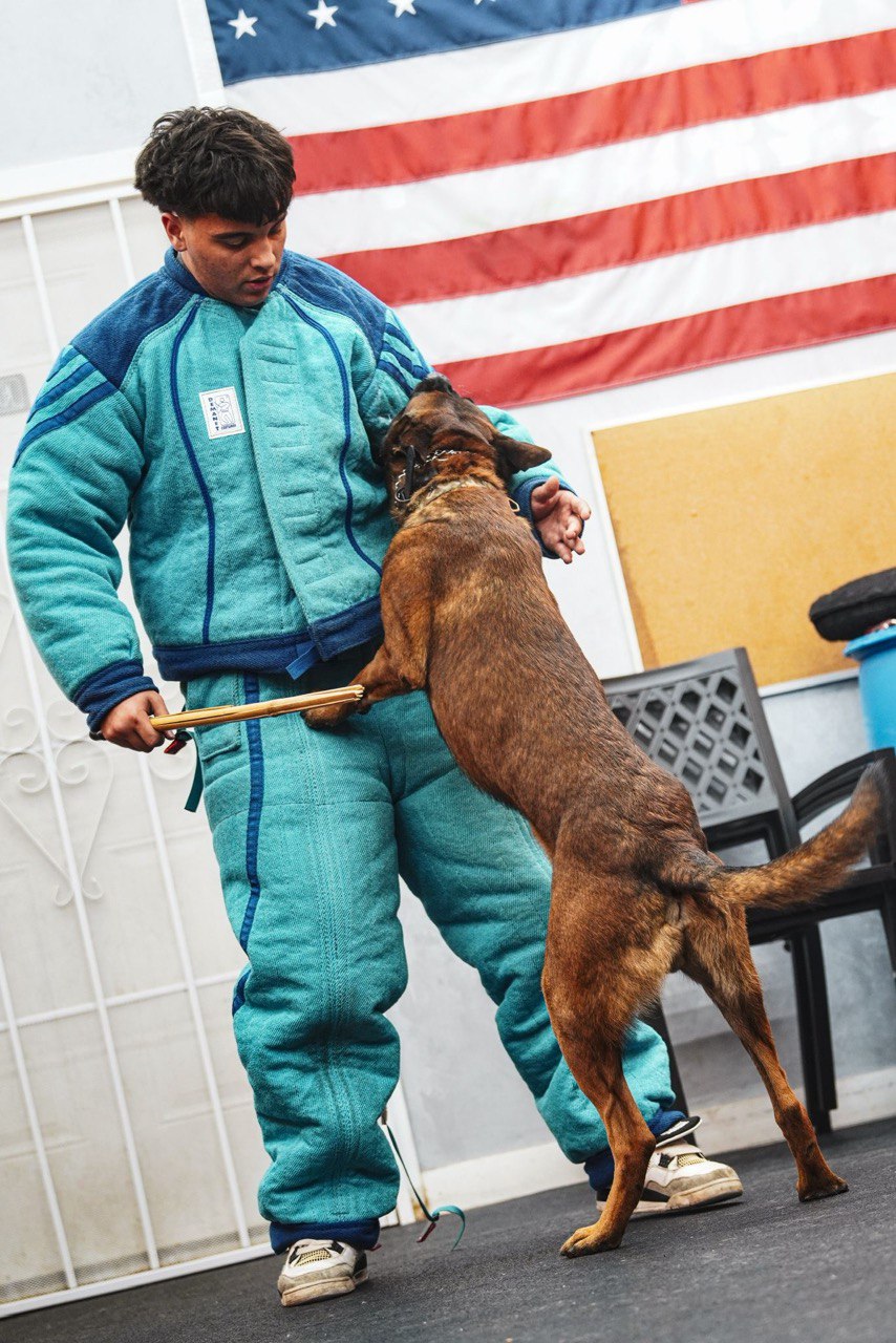 K9 training success results from Los Angeles dog clients