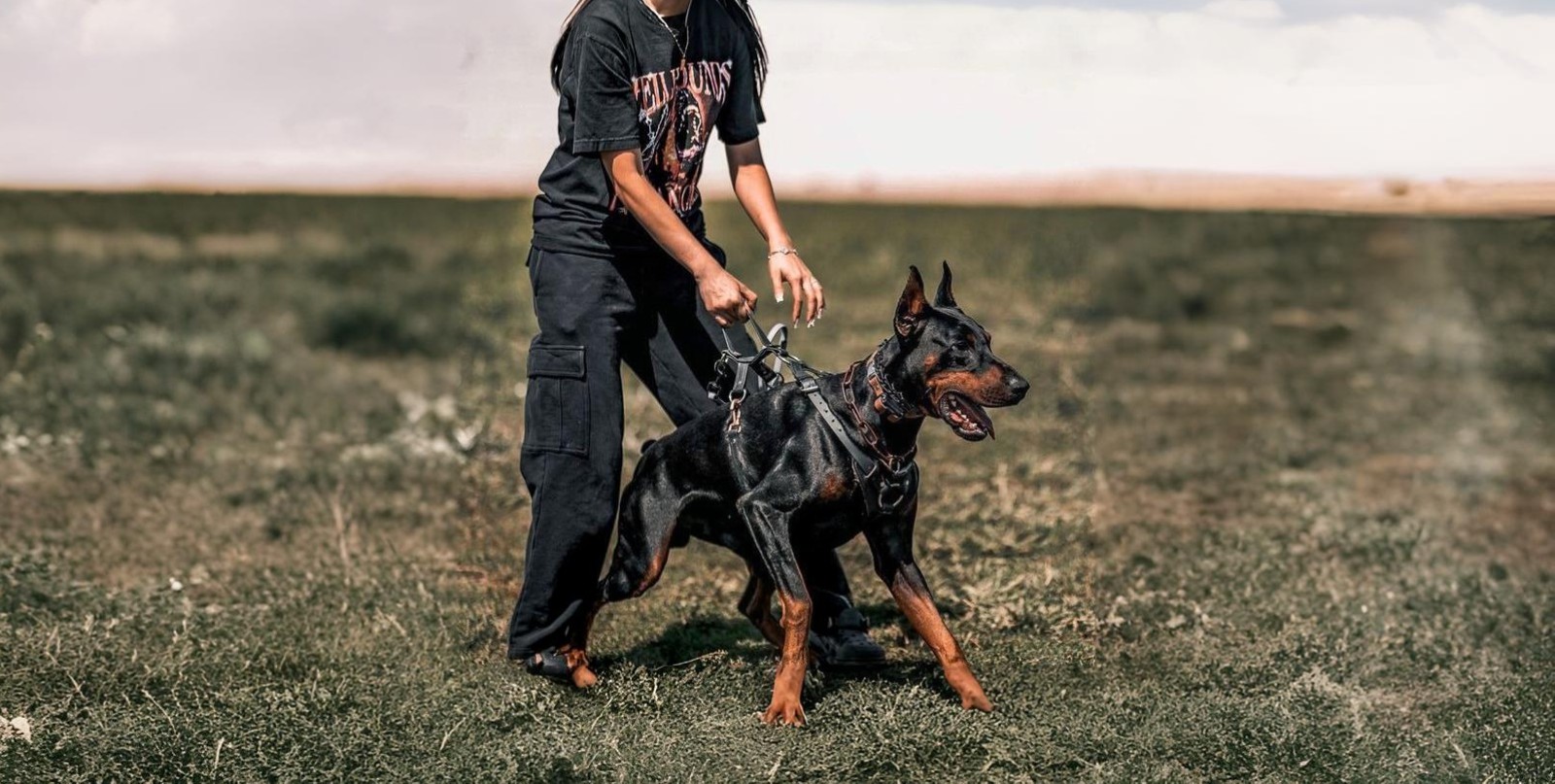 Service dog board and train program in Los Angeles California